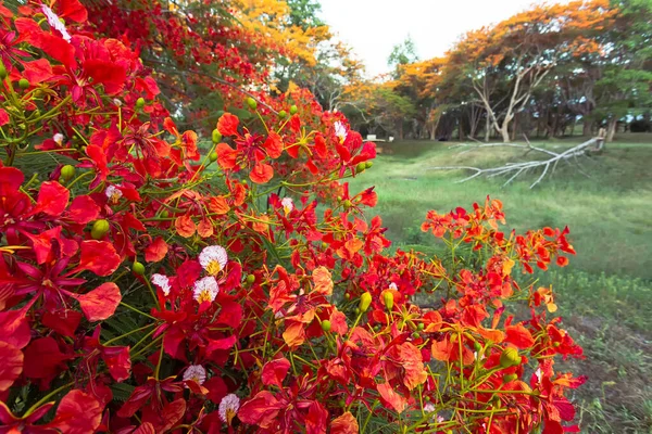 Червонооранжева Квітка Таїландська Павичева Квітка Caesalpinia Pulcherrima Квітуча Влітку Широкий — стокове фото