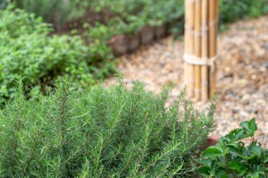Kafenin arkasındaki bahçede yiyecek ve içecekleri süslemek için ekilmiş seçici odak biberiyesi. Güzellik ve parfüm için