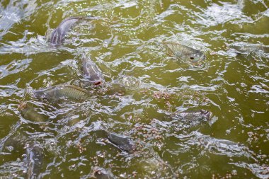 Balık havuzları, suyun yüzeyinden beslenmek için tilapia taşır. Bahçıvanlar Tayland 'da balıkları besliyor.