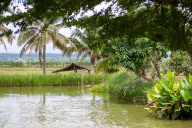 Balık havuzunun etrafına hindistan cevizi ağaçları dikilmiş pirinç tarlasının ortasında bir balık havuzunun yanında bir kulübe. Tayland 'da tarım alanları