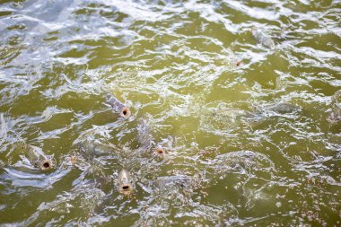 Balık havuzları, suyun yüzeyinden beslenmek için tilapia taşır. Bahçıvanlar Tayland 'da balıkları besliyor.