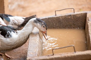 Duck, Tayland 'da küvette küvette su içerken vuruldu..
