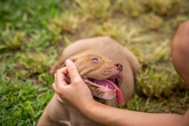 Şirin kahverengi bir pitbull, bir aydan daha az bir süre köpek çiftliğinin çimlerinde yatar. Şişko, yumuşak tenli köpek yavrularıyla oynamak sevgi ve ilgiye ihtiyaç duyar. Köpekler sahipleriyle mutlu olurlar..