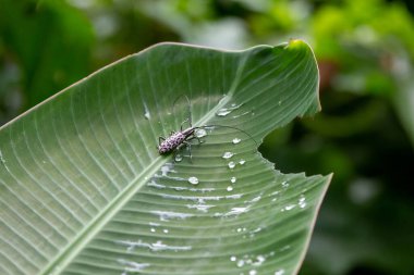 Asyalı bokböceklerinin siyah ve beyaz benekleri vardır, Cerambycidae, muz yapraklarıyla beslenirler. Tayland 'ın yeşil ormanlarının yağmur mevsimi yağmur mevsiminin bir sembolü haline gelmiştir. metin ile arkaplan