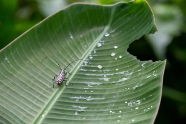 Muz yaprakları üzerinde siyah beyaz benekli Asya böceği Cerambycidae Tayland yeşil ormanının yağmur mevsimi yağmur mevsiminin bir sembolü haline gelmiştir. metin alanı olan arkaplan