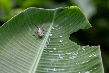 Muz yaprakları üzerinde siyah beyaz benekli Asya böceği Cerambycidae Tayland yeşil ormanının yağmur mevsimi yağmur mevsiminin bir sembolü haline gelmiştir. metin alanı olan arkaplan
