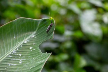 Muz yaprakları üzerinde siyah beyaz benekli Asya böceği Cerambycidae Tayland yeşil ormanının yağmur mevsimi yağmur mevsiminin bir sembolü haline gelmiştir. metin alanı olan arkaplan