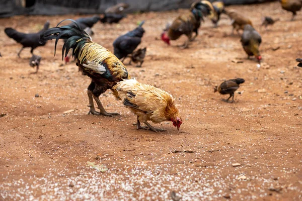 Tayland Daki Yerli Tavuklar Yerde Pirinç Yiyorlar Taylandlılar Yere Pirinç — Stok fotoğraf