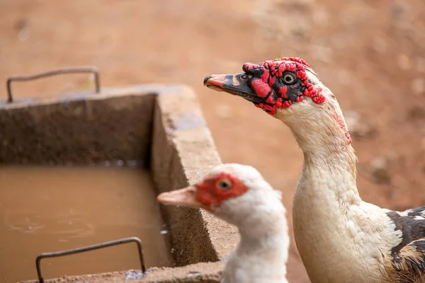 Headshot Red Headed White Duck Poultry Farm Farmers Thailand — Stock Photo, Image