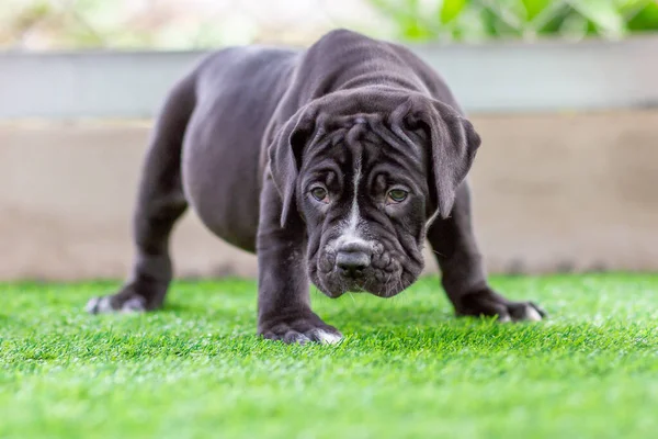 Schattige Zwarte Pitbull Minder Dan Maand Oud Loopt Vrij Kunstgras — Stockfoto