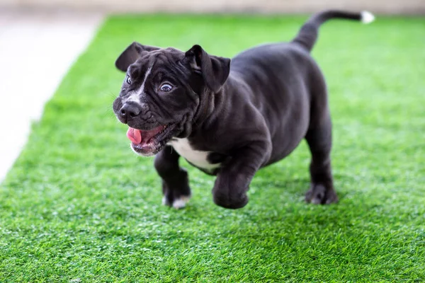 The cute black pit bull, less than 1-month-old, walks freely on artificial grass in the dog farm. A prolific, obese puppy, learning to walk, needs a lot of love and care.