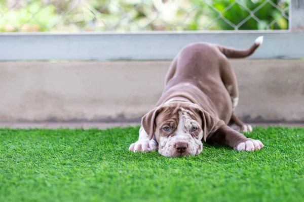 Leuke Bruine Witte Pitbull Minder Dan Een Maand Oud Kunstgras — Stockfoto