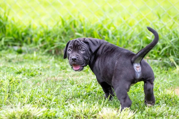 Cute Black Pitbull Less Month Old Walks Freely Wide Lawn — Stock Photo, Image