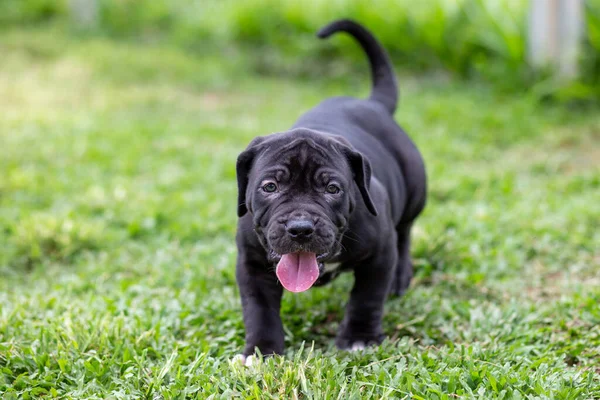 犬飼育場の広い芝生の上を 1ヶ月も経たないうちに自由に歩き回る可愛い黒ピットブル 愛とケアの多くを必要とします — ストック写真