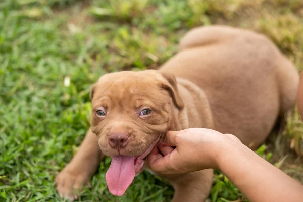 Cute Brown Pit Bull Less Month Old Lies Lawn Dog — Stock Photo, Image