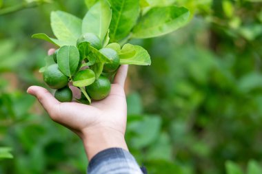 Yakın plan, bahçıvanların bitki ve ellerinde yeşil kireç demeti..