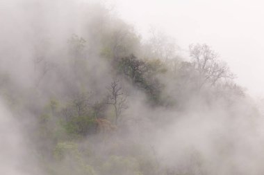 Orman, dağdaki ağaçlar, sabahları ince bir sis, yağmurun neden olduğu gece. Yaz fırtınasından sonra Tayland 'da yaz ormanı. Ama iyi hava yapar. Orman yangınlarının sebep olduğu toz ve dumanı temizler..