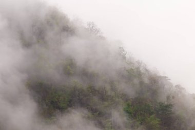Orman, dağdaki ağaçlar, sabahları ince bir sis, yağmurun neden olduğu gece. Yaz fırtınasından sonra Tayland 'da yaz ormanı. Ama iyi hava yapar. Orman yangınlarının sebep olduğu toz ve dumanı temizler..