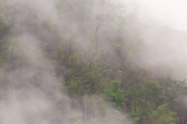 Orman, dağdaki ağaçlar, sabahları ince bir sis, yağmurun neden olduğu gece. Yaz fırtınasından sonra Tayland 'da yaz ormanı. Ama iyi hava yapar. Orman yangınlarının sebep olduğu toz ve dumanı temizler..