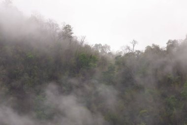 Orman, dağdaki ağaçlar, sabahları ince bir sis, yağmurun neden olduğu gece. Yaz fırtınasından sonra Tayland 'da yaz ormanı. Ama iyi hava yapar. Orman yangınlarının sebep olduğu toz ve dumanı temizler..