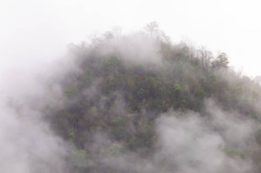 Orman, dağdaki ağaçlar, sabahları ince bir sis, yağmurun neden olduğu gece. Yaz fırtınasından sonra Tayland 'da yaz ormanı. Ama iyi hava yapar. Orman yangınlarının sebep olduğu toz ve dumanı temizler..