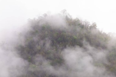 Orman, dağdaki ağaçlar, sabahları ince bir sis, yağmurun neden olduğu gece. Yaz fırtınasından sonra Tayland 'da yaz ormanı. Ama iyi hava yapar. Orman yangınlarının sebep olduğu toz ve dumanı temizler..