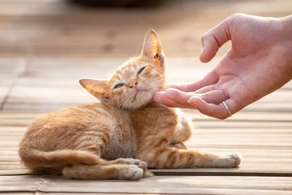 家の前の床にはオレンジの野良子猫が寝そべっていて 女性の手が猫に触れていた 母親のいない動物が愛を必要とし育てる方法を見てください — ストック写真