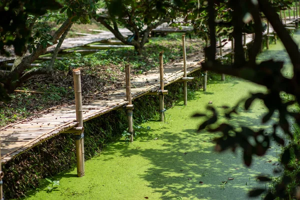 Una Pasarela Hecha Bambú Largo Del Borde Del Agua Huerto — Foto de Stock