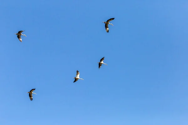 Una Bandada Garzas Blancas Volando Cielo Fondo Azul Brillante Pájaro — Foto de Stock