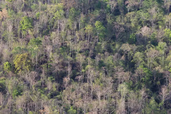 Sommerliche Waldfläche Den Bergen Thailands Die Meisten Bäume Haben Umgestürzte — Stockfoto