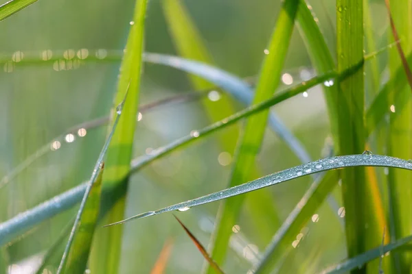 Närbild Vacker Morgon Dagg Droppar Grönt Gräs Ser Fräsch Och — Stockfoto