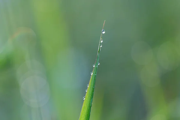 Närbild Vacker Morgon Dagg Droppar Grönt Gräs Ser Fräsch Och — Stockfoto