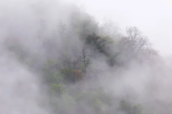 Floresta Árvores Montanha Com Uma Névoa Fina Manhã Causada Pela — Fotografia de Stock