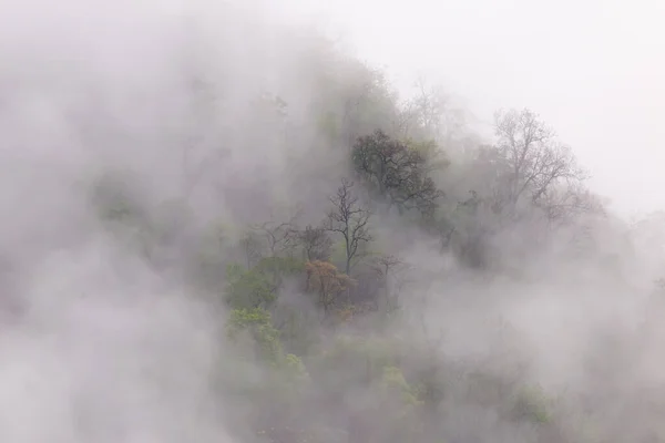 Wald Bäume Auf Dem Berg Mit Einem Dünnen Nebel Morgen — Stockfoto