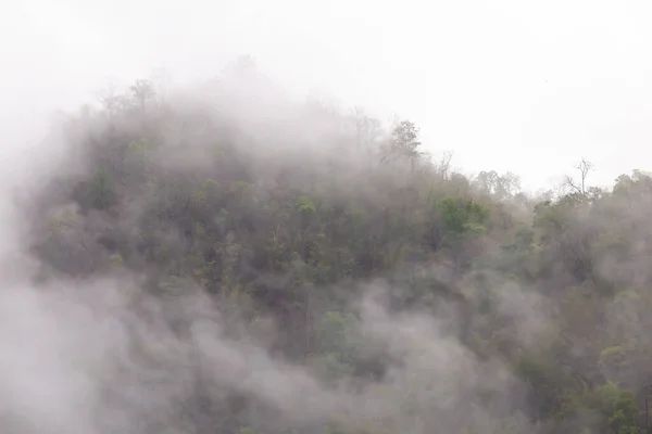 朝の薄い霧と山の上の森 夜に雨が原因で発生します 夏の嵐の後 タイの夏の森しかし 良い空気を作ります森林火災によって引き起こされるほこりや煙を削除 — ストック写真