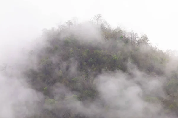 Bosque Árboles Montaña Con Una Fina Niebla Mañana Causada Por — Foto de Stock