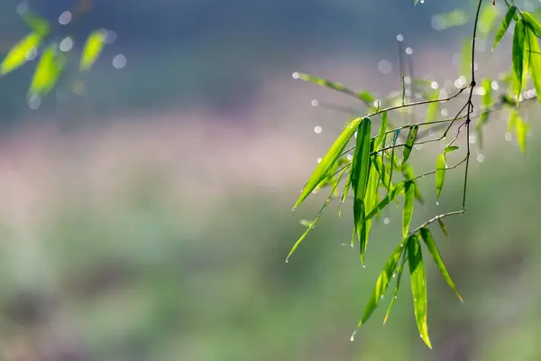 Die Grünen Blätter Des Bambus Mit Morgentau Sahen Erfrischend Aus — Stockfoto