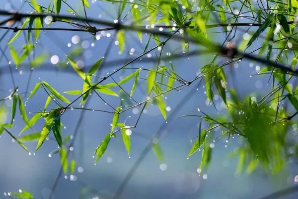 Las Hojas Verdes Bambú Con Rocío Mañana Parecían Refrescantes — Foto de Stock