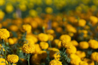 Bahçedeki portakal kadife çiçeklerine dikkat edin çünkü çiçekler tamamen çiçek açmış turuncu prens gövdesi güçlü ve sıkıdır. Aynı zamanda çiçek de her mevsime ekilebilir.