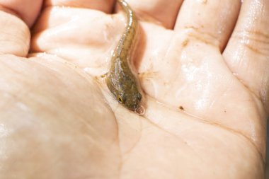 Elinde küçük balıklar, Tayland 'daki Asya ormanlarında yılan başlı balıklar.