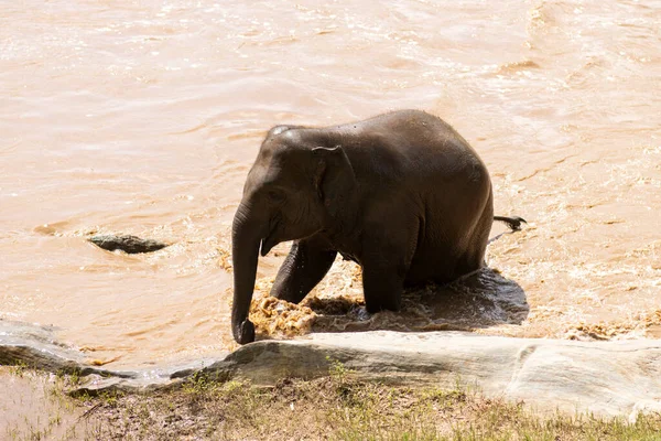 Éléphant Marchait Autre Côté Rivière Lorsque Eau Rivière Est Haute — Photo