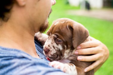 Kafasından vurulmuş şirin bir köpek yavrusu, açık kahverengi, beyaz, sevgiyle taşınıyor. Napolitan Mastiff ve Bandog karışımı köpek yavruları