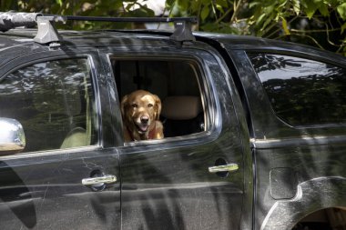Zavallı köpek siyah bir arabanın arka koltuğunda sıkıştı. Zavallı kahverengi labrador pencereden dışarı bakıyor.