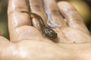 Elinde küçük balıklar, Tayland 'daki Asya ormanlarında yılan başlı balıklar.
