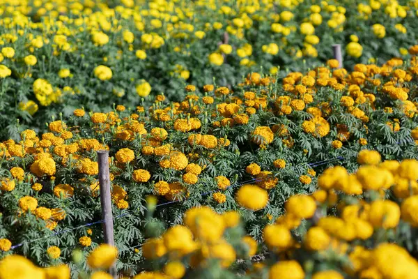 Messa Fuoco Selettiva Calendule Arancioni Giardino Perché Fiori Sono Piena — Foto Stock