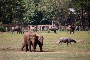 Tayland 'da bir fil çiftliğinde Asya filleri. Yazmak için geniş bir alan var..
