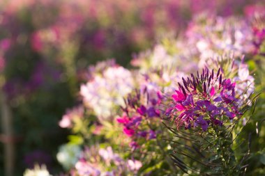 Çiçeğin adı bahçedeki Cleome Sparkler Mixler (Cleome Sparkler Mixler) çünkü deneysel bir hikayedir. Tayland 'da kış çiçekleri beyazdır. Pembe ve mor çiçekler tam çiçeklenmiştir.