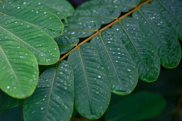 Selectieve Focus Groene Bladeren Met Dauw Bladeren Nadat Een Regenbui — Stockfoto