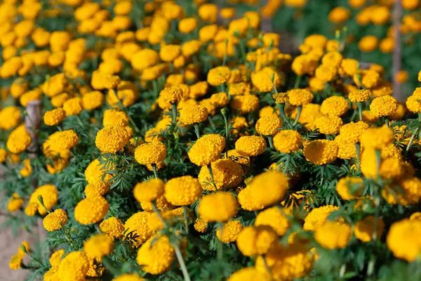 Messa Fuoco Selettiva Calendule Arancioni Giardino Perché Fiori Sono Piena — Foto Stock