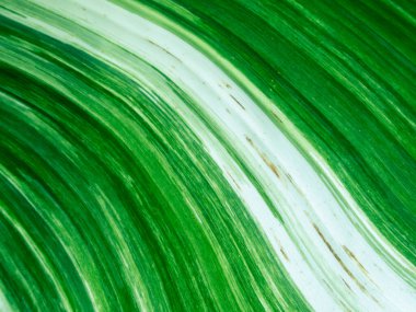 Seçici odak noktası muz yaprakları muz bitkisinin yaprakları alternatif yeşil ve beyaz. benekli muz yaprağı arkaplan resmi